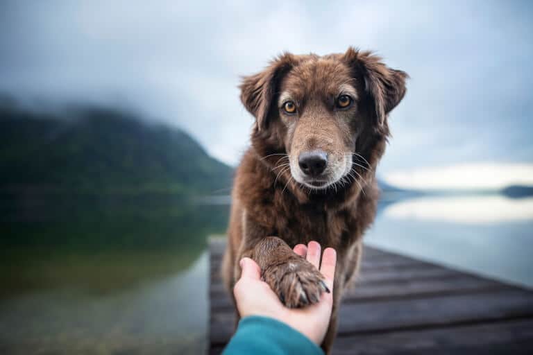 Hund som visar empati gentemot en människa