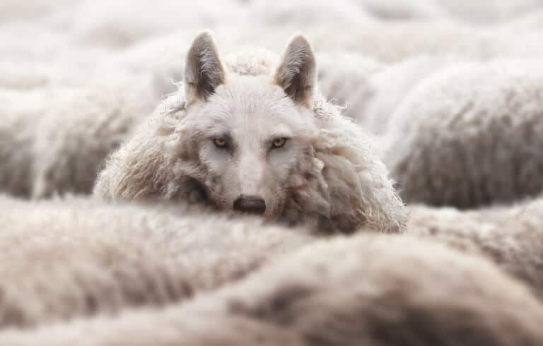 En ulv i fårakläder